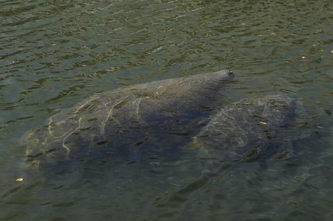 Officials: Florida manatees eat 'every scrap' in food trial | iNFOnews.ca Officials: Florida manatees eat 'every scrap' in food trial | iNFOnews.ca
