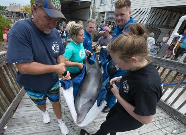 Rehabilitated dolphin arrives at Florida Keys facility | iNFOnews.ca