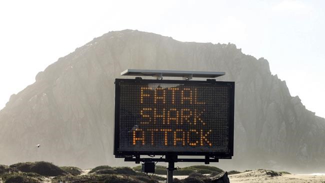 Report: Great white shark killed California bodyboarder | iNFOnews.ca