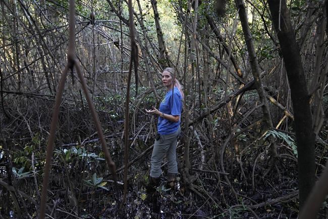 Celebrities: Monkeys near Florida airport delight visitors | iNFOnews.ca