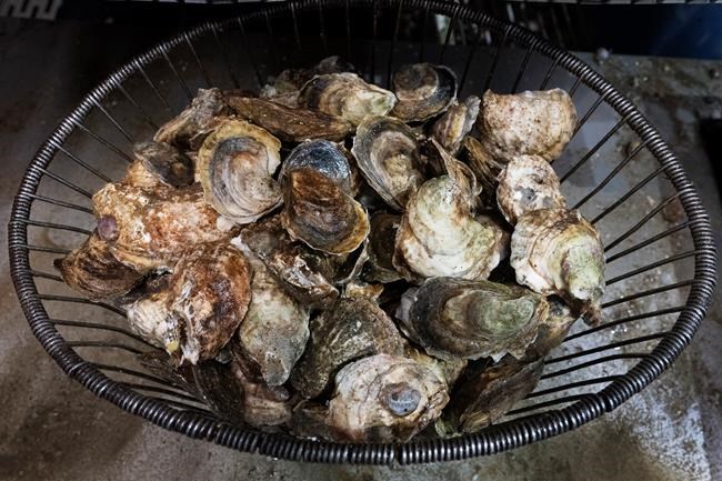 Norovirus outbreak tied to raw B.C. oysters linked to 91 illnesses in U.S. | iNFOnews.ca