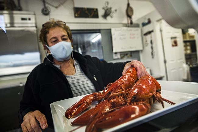 'Our lobsters are gold plated now:' Atlantic Canada lobster exports, prices soar | iNFOnews.ca 'Our lobsters are gold plated now:' Atlantic Canada lobster exports, prices soar | iNFOnews.ca