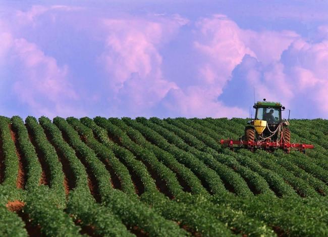 Federal budget measures for P.E.I. spud sector 'bittersweet' for head of potato board | iNFOnews.ca