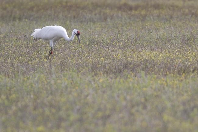 Group: Feds hid plans to weaken whooping crane protection | iNFOnews.ca Group: Feds hid plans to weaken whooping crane protection | iNFOnews.ca