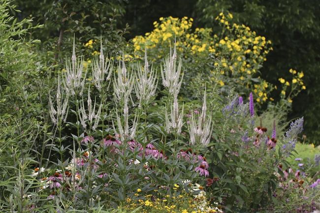 For Earth Day, plant native plants, practice benign neglect | iNFOnews.ca