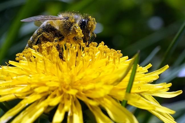 Climate change, big agriculture combine to threaten insects | iNFOnews.ca