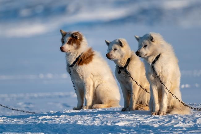 Traditional ways: Dogsled race covers 500 kilometres in the High Arctic | iNFOnews.ca