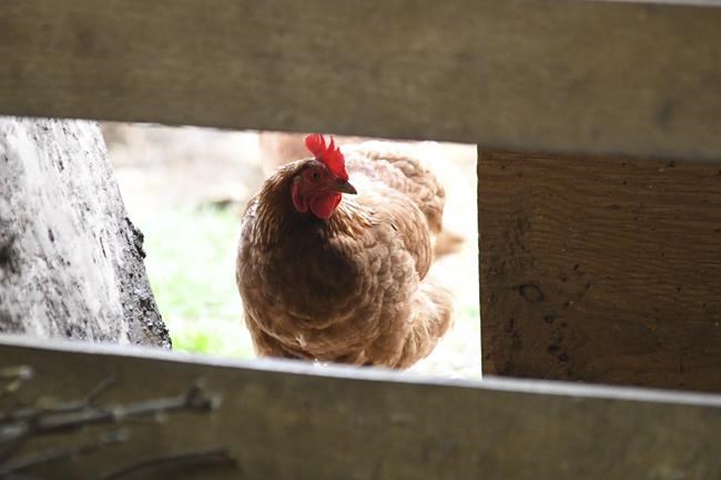 Second B.C. farm positive for avian flu as virus found in backyard flock in Kelowna | iNFOnews.ca