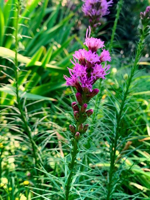 Plant this, not that: Native alternatives to invasive plants | iNFOnews.ca Plant this, not that: Native alternatives to invasive plants | iNFOnews.ca