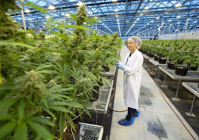 Hexo appoints third CEO in six months as cannabis company restructuring continues | iNFOnews.ca