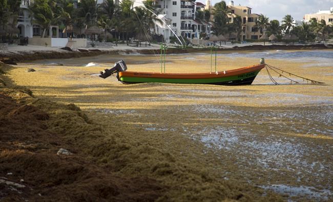 Mexico Caribbean beaches may see worst sargassum since 2018 | iNFOnews.ca Mexico Caribbean beaches may see worst sargassum since 2018 | iNFOnews.ca