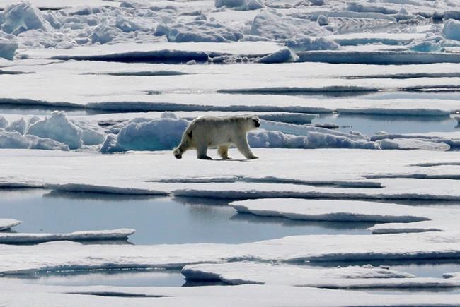 Polar bear experts say killing animal in Quebec was necessary, standard practice | iNFOnews.ca Polar bear experts say killing animal in Quebec was necessary, standard practice | iNFOnews.ca
