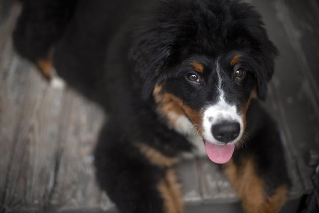 Pet Valu reports Q1 profit and revenue up, raises full-year guidance | iNFOnews.ca Pet Valu reports Q1 profit and revenue up, raises full-year guidance | iNFOnews.ca