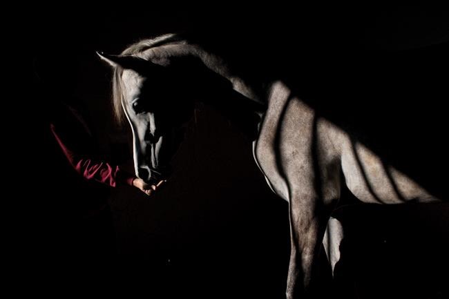 Quebec woman raises alarm after region's only horse vet forced out over language law | iNFOnews.ca CP1958576771