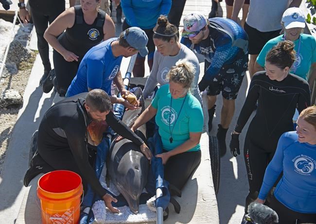 Rehabilitated dolphin leaves quarantine at Florida facility | iNFOnews.ca