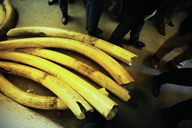 Zimbabwe opens conference to promote sales of elephant ivory | iNFOnews.ca Zimbabwe opens conference to promote sales of elephant ivory | iNFOnews.ca