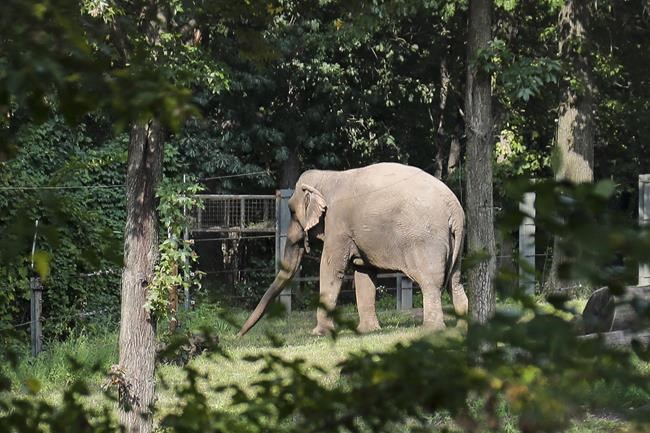 Happy is an Asian elephant. But is she also a person? | iNFOnews.ca Happy is an Asian elephant. But is she also a person? | iNFOnews.ca