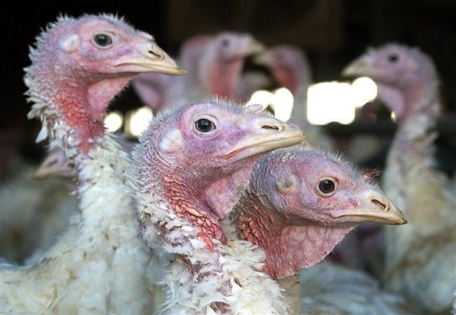 Turkeys on farm with 'bird flu' to be put culled, poultry group says | iNFOnews.ca
