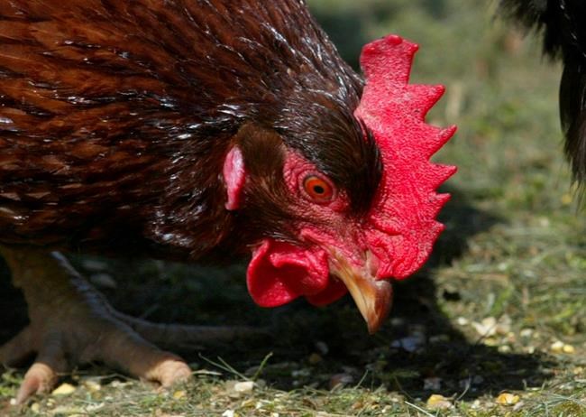 Farms in B.C. and Alberta latest to have confirmed outbreaks of avian influenza | iNFOnews.ca Farms in B.C. and Alberta latest to have confirmed outbreaks of avian influenza | iNFOnews.ca