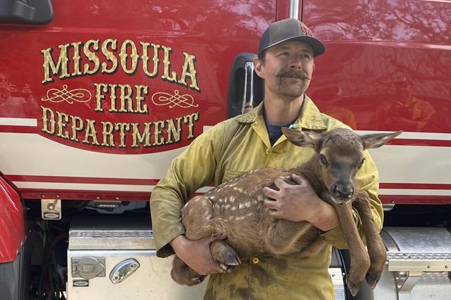 Firefighters rescue 'Cinder' the elk calf from fire's ashes | iNFOnews.ca Firefighters rescue 'Cinder' the elk calf from fire's ashes | iNFOnews.ca