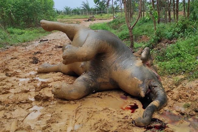 Sumatran elephant dies in Indonesia of suspected poisoning | iNFOnews.ca