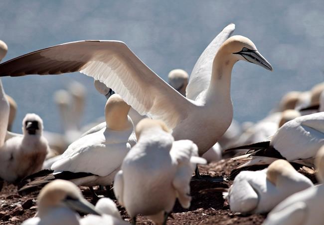 Strain of highly pathogenic avian influenza kills thousands of birds in Quebec | iNFOnews.ca