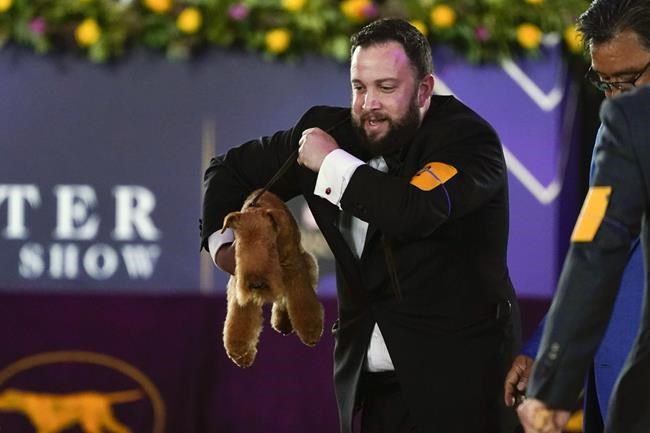 Sound off! Trumpet is 1st bloodhound to win Westminster show | iNFOnews.ca