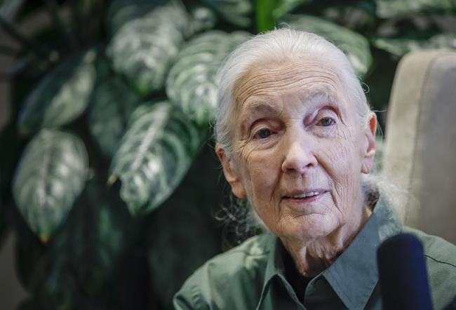 Jane Goodall returns to live events in effort to inspire hope, action on environment | iNFOnews.ca Jane Goodall returns to live events in effort to inspire hope, action on environment | iNFOnews.ca
