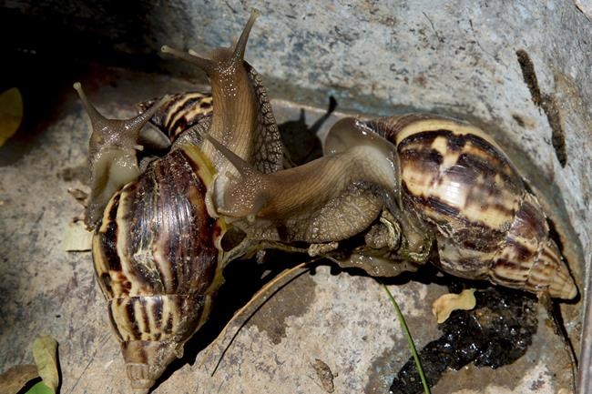 Effort begun to eradicate giant African snails in Florida | iNFOnews.ca Effort begun to eradicate giant African snails in Florida | iNFOnews.ca