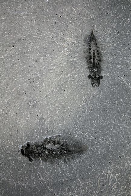 Fossils of ancient predators with three eyes shed light on evolution of insects | iNFOnews.ca