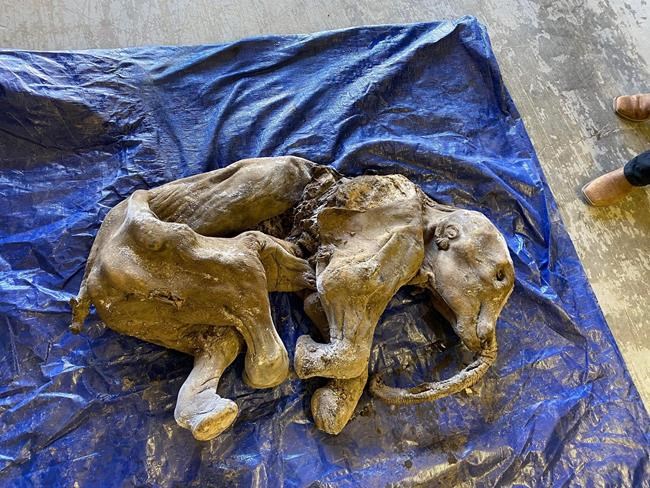 Miners say baby woolly mammoth find in Yukon is biggest event in life so far | iNFOnews.ca CP1145598994