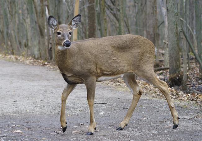 Montreal-area city approves crossbow hunt to control deer population in local park | iNFOnews.ca