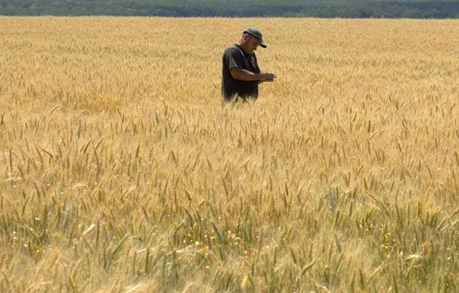 Canada shares expertise on moving grain from Ukraine, but faith in Russia 'nil' | iNFOnews.ca Canada shares expertise on moving grain from Ukraine, but faith in Russia 'nil' | iNFOnews.ca