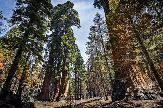 US takes emergency action to save sequoias from wildfires | iNFOnews.ca