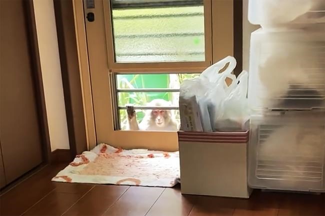 Japanese city alarmed by biting, clawing, attacking monkeys | iNFOnews.ca Japanese city alarmed by biting, clawing, attacking monkeys | iNFOnews.ca