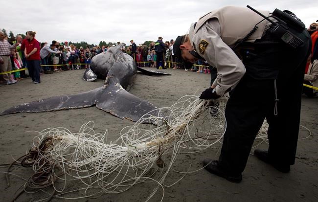 New ropeless fishing technology, which can help save whales, tested off N.L. | iNFOnews.ca