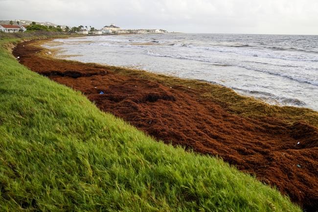 Record amount of seaweed is choking shores in the Caribbean | iNFOnews.ca Record amount of seaweed is choking shores in the Caribbean | iNFOnews.ca