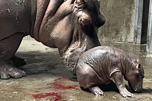 Fiona gets a sibling: Baby hippo born at Cincinnati Zoo | iNFOnews.ca