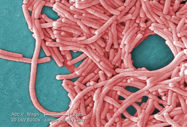 Montreal public health investigating after man dies from legionnaires' disease | iNFOnews.ca Montreal public health investigating after man dies from legionnaires' disease | iNFOnews.ca