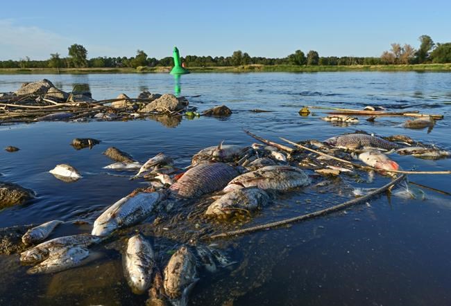 German minister decries ecological catastrophe in Oder River | iNFOnews.ca