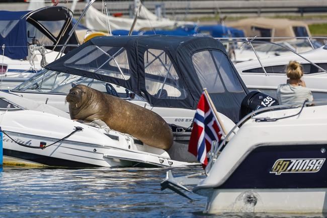 Norway puts down Freya the walrus that drew Oslo crowds | iNFOnews.ca Norway puts down Freya the walrus that drew Oslo crowds | iNFOnews.ca