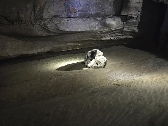 Dog, missing 2 months, found alive inside Missouri cave | iNFOnews.ca Dog, missing 2 months, found alive inside Missouri cave | iNFOnews.ca