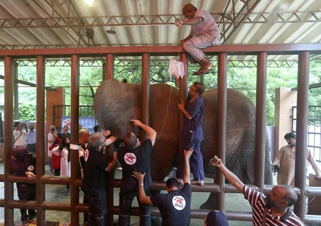 Global vets in Pakistan for surgery on Karachi zoo elephants | iNFOnews.ca Global vets in Pakistan for surgery on Karachi zoo elephants | iNFOnews.ca