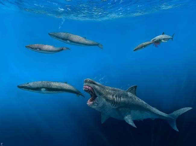 Giant sharks once roamed the seas, feasting on huge meals | iNFOnews.ca Giant sharks once roamed the seas, feasting on huge meals | iNFOnews.ca
