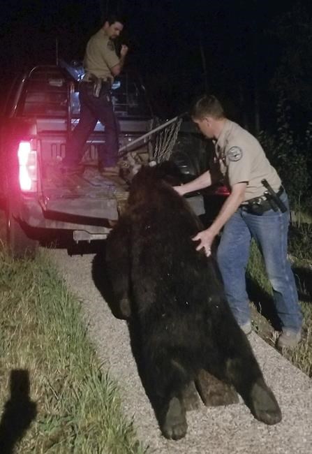 Colorado homeowner emptied pistol to kill bear that broke in | iNFOnews.ca