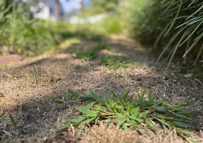 These are dry, stressful days for lawns. Some tips to help. | iNFOnews.ca