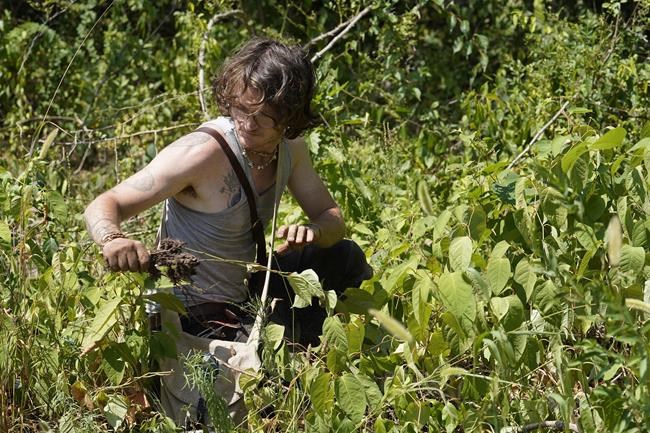 Native groups seek to repair lands damaged by colonization | iNFOnews.ca Native groups seek to repair lands damaged by colonization | iNFOnews.ca