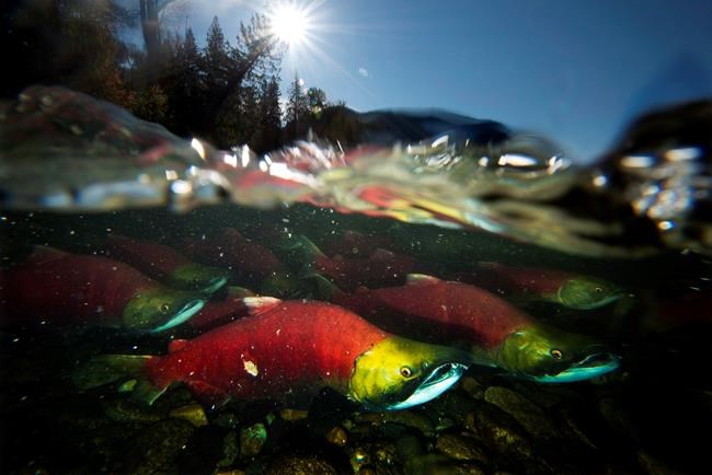 Concern for B.C. sockeye salmon as Fraser River return estimates drop by millions | iNFOnews.ca