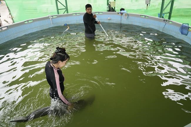 Sick dolphin calf improves with tube-fed milk, helping hands | iNFOnews.ca Sick dolphin calf improves with tube-fed milk, helping hands | iNFOnews.ca