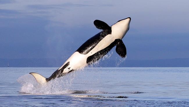 Group has close encounter with shore-skimming orca pod in B.C. | iNFOnews.ca